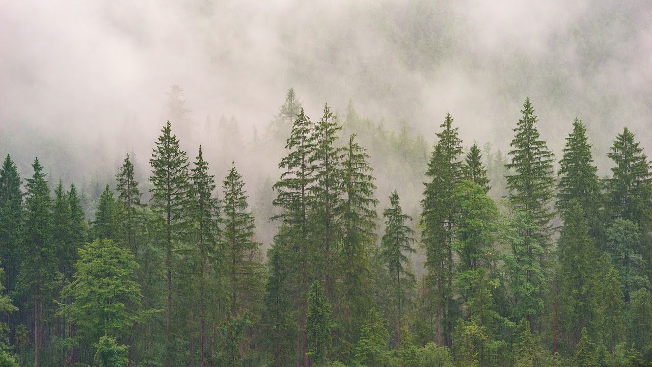 Companies Reach Major Milestone In Production of SAF from Surplus Forest Biomass 