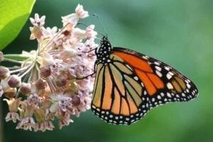 Monarch butterfly on a milkweed flower.