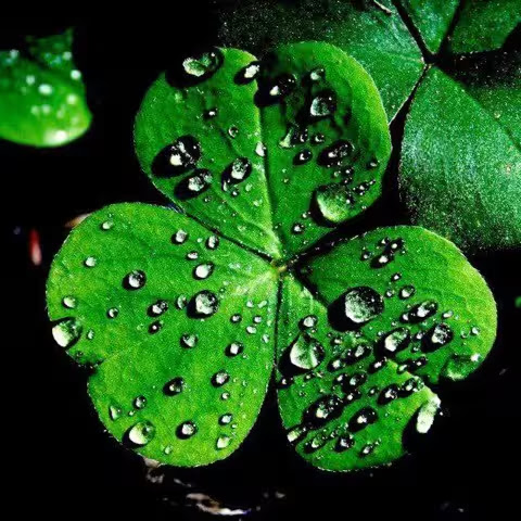St-Patrick-3-leaf-Clover-with-rain