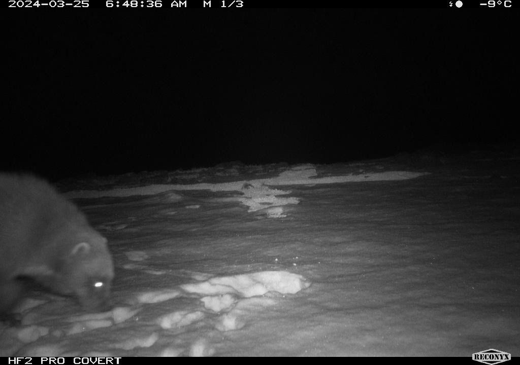 A remote camera image of a wolverine in the snow at night.
