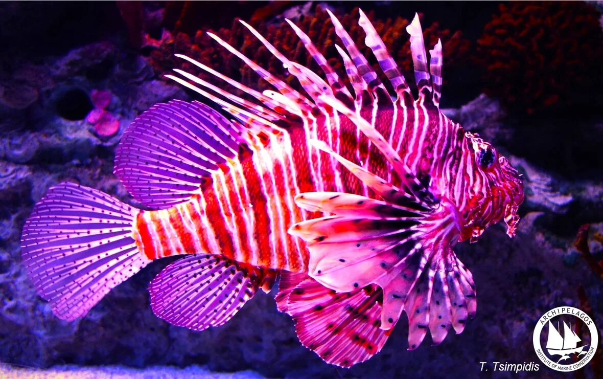 lionfish