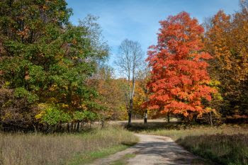 Fall in the Pigeon River Country State Forest includes beautiful color, elk and more! The forest has been expanded through the Forest Legacy Program. 