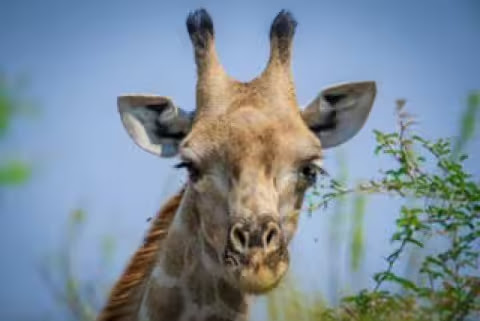 Giraffe-Headshot