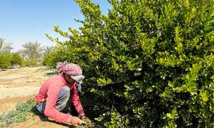 Un agricultor cuida de un limero regado con tecnología inteligente.