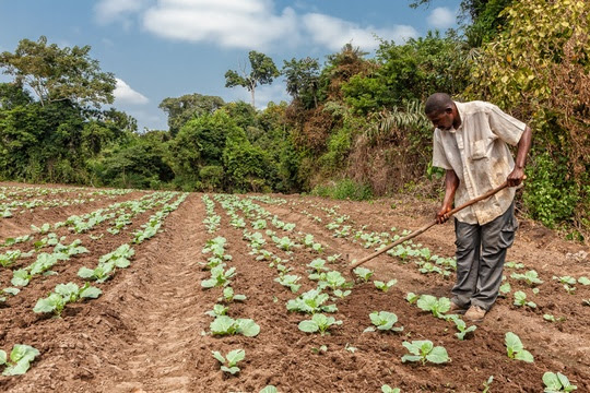 Agriculture Plot - 123RF
