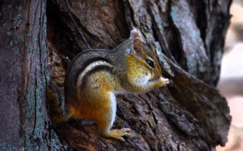 An eastern chipmunk, a small, brown rodent with dark and light stripes, nibbles on a nut.