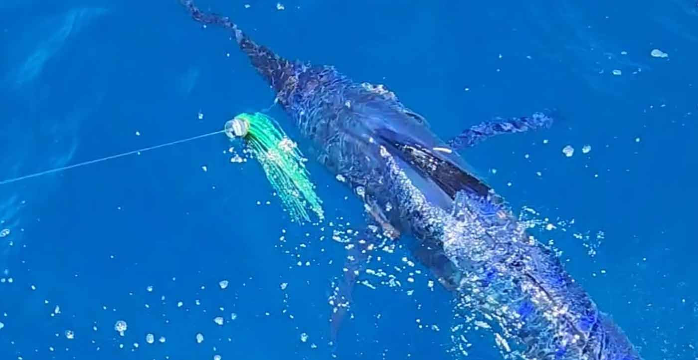 IGFA Great Marlin Race Winner