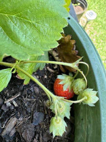 Livvy-loves-my-Strawberries