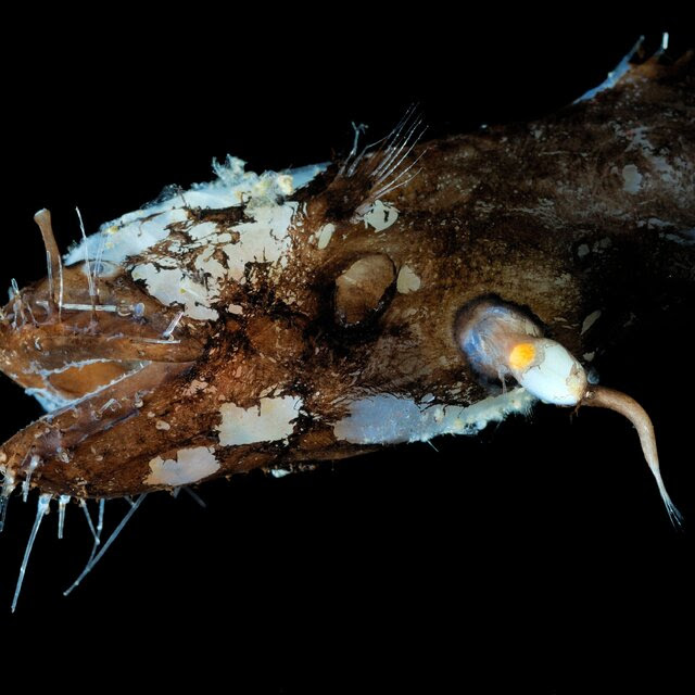 A view of a brownish, spiked fish with a small parasitic male attached to its underside in the dark.