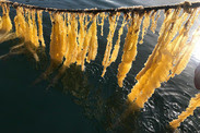 Seagrove Kelp herring roe on ribbon kelp