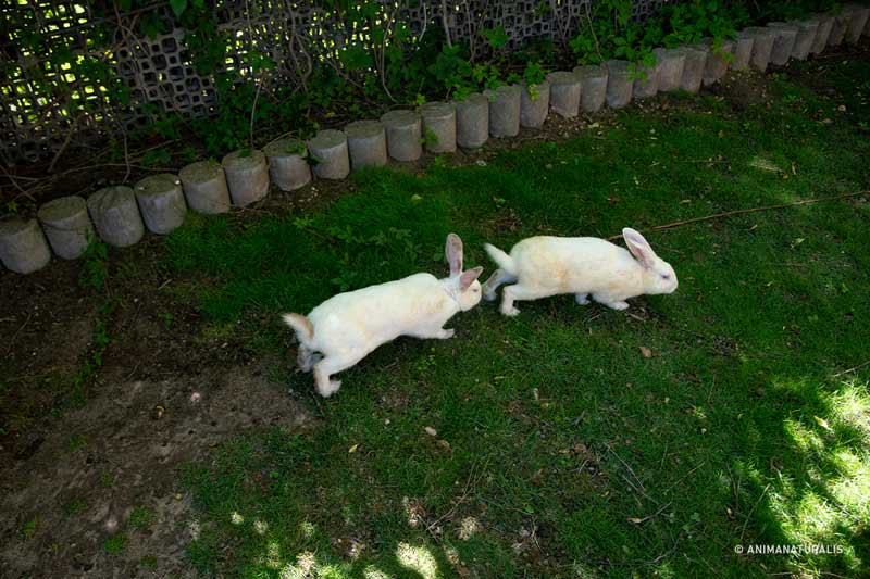 Letter to Carlitos, the brave rabbit