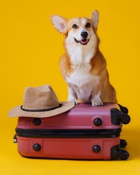 dog sitting on a suitcase