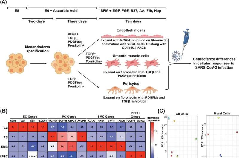 Cellular interactions help explain vascular complications due to COVID-19 virus infection