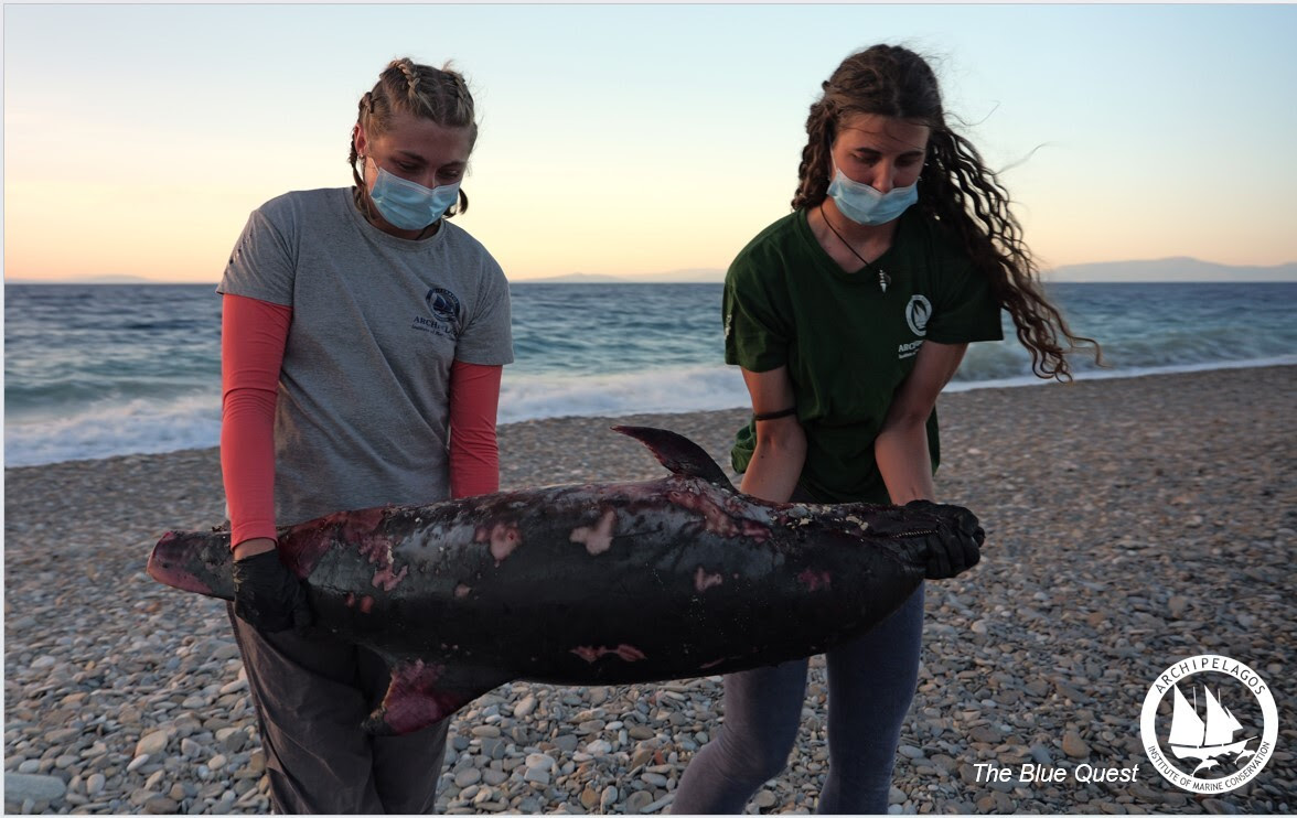 stripped dolphin stranding June2024