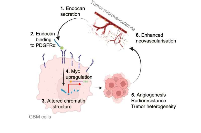 Tumor-secreted protein may hold the key to better treatments for deadly brain tumor, study finds