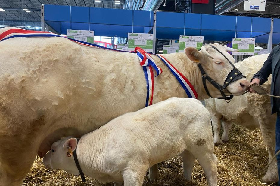 Salon de l'Agriculture : comment une famille d'Auvergne élève une lignée de vaches championnes