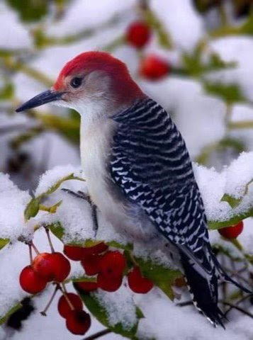 Bird-Red-headed-Wood-Pecker