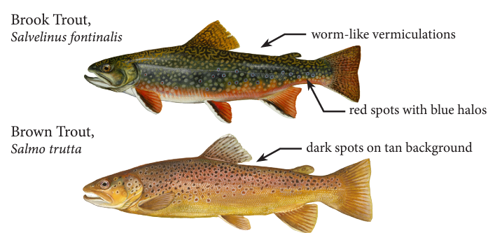 Image of brook trout and brown trout with differences noted