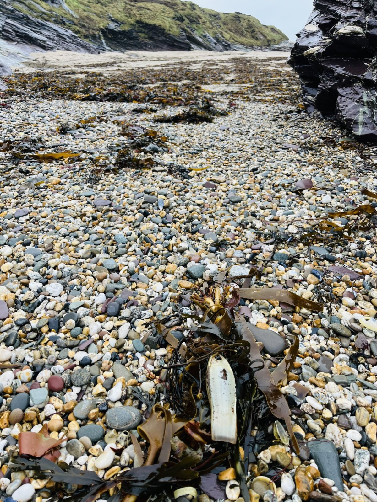 Mermaids purse on Greenaways Beach