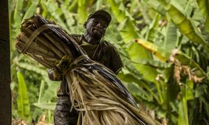 Un trabajador en una plantación en Ecuador.