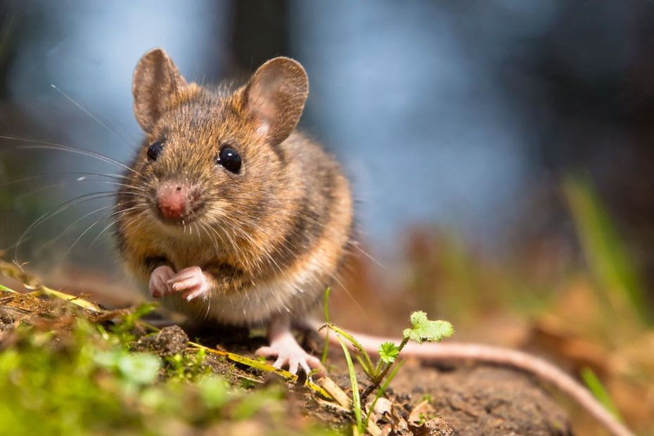 “Le compost, le gîte et le couvert pour les rongeurs” : pas de panique si une souris est dans votre composteur