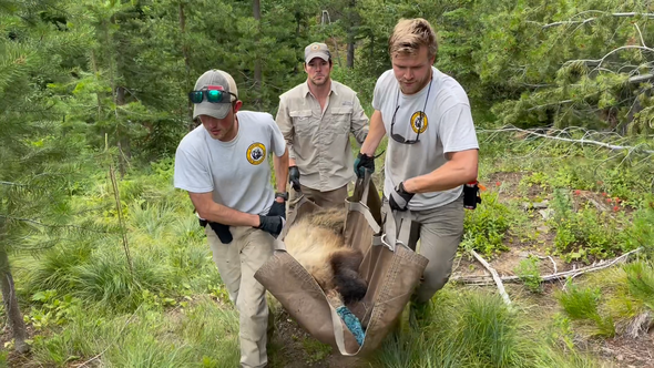 Three FWP wildlife biologists with sedated grizzly bear