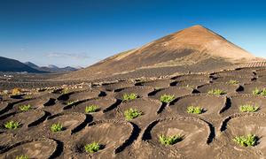 Agricultura en suelos volcánicos en el Geoparque Mundial de la UNESCO Lanzarote y Archipiélago de Chinijo, en España.