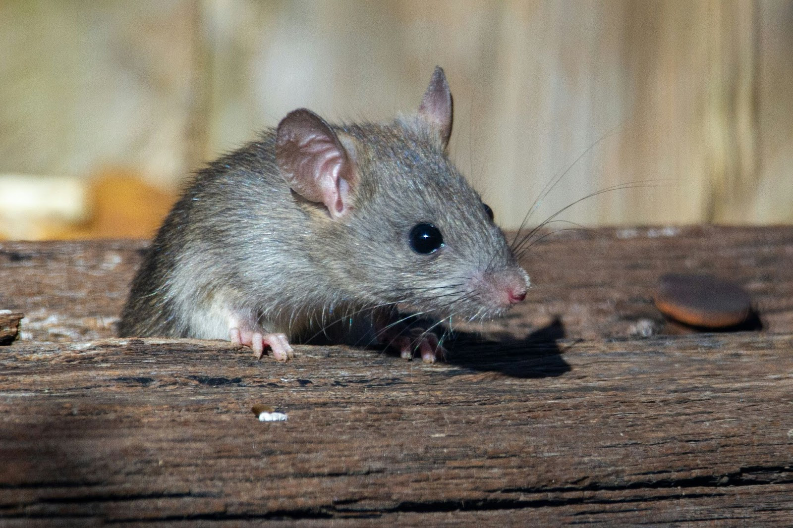 A mouse on a logDescription automatically generated