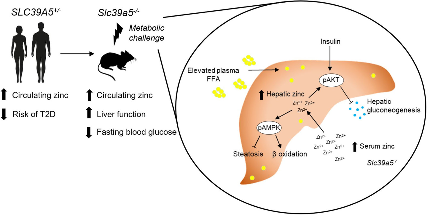 Loss of the Zinc transporter SLC39A5 protects from obesity-driven hyperglycemia and liver pathology.