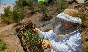 Edith Elgueta vende miel y propóleos que sus abejas extraen de la flora autóctona que crece gracias a los acuíferos subterráneos del desierto de Atacama, en Chile.