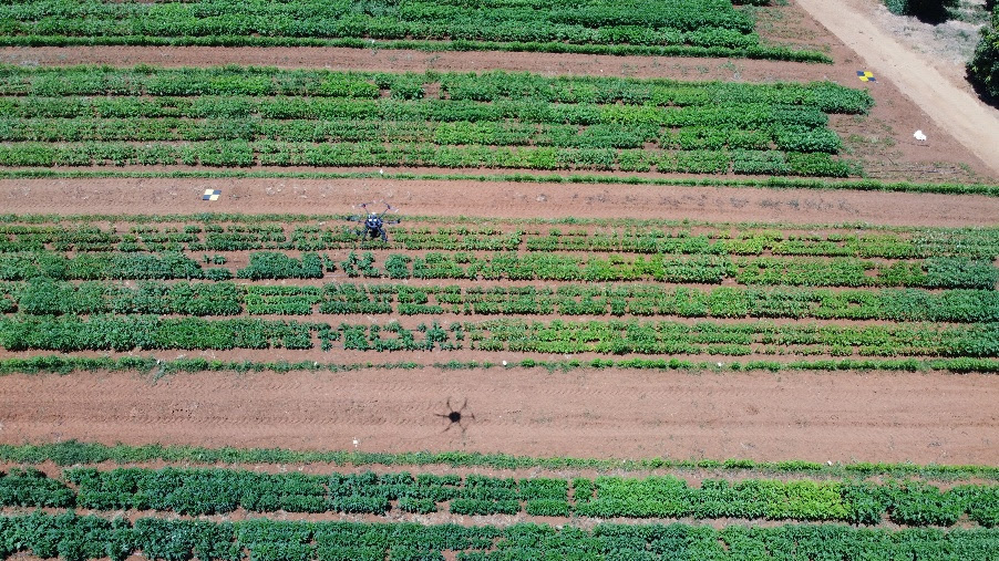 A field of green plantsAI-generated content may be incorrect.