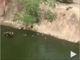 Momma Duck and Ducklings