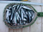 juvenile salmon in a basket