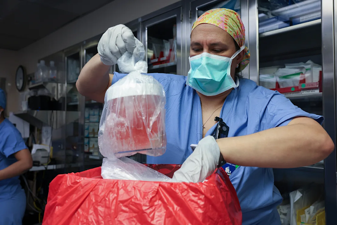 Chuyên gia điều dưỡng Melissa Mattola-Kiatos lấy thận lợn ra khỏi hộp để chuẩn bị cấy ghép tại Bệnh viện Đa khoa Massachusetts,, ngày 16/3. Ảnh: Massachusetts General Hospital