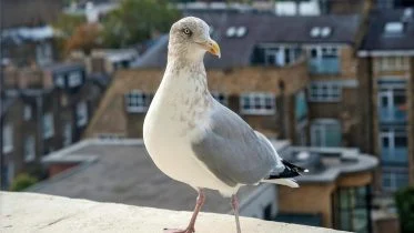 Urban Seagull