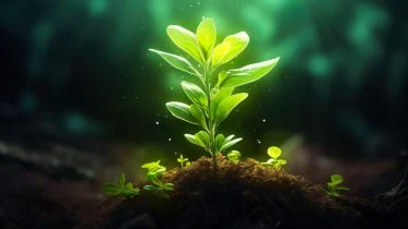 Small Plant Glowing