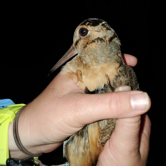 American Woodcock receiving its tag