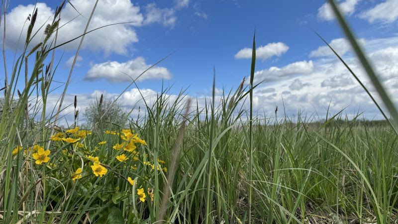 A field of grass and flowers

Description automatically generated