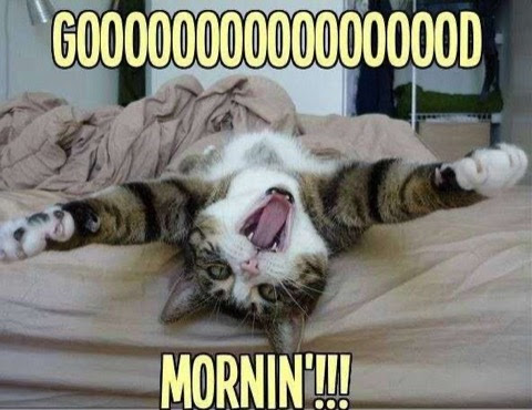 Cat-Good-Mornin