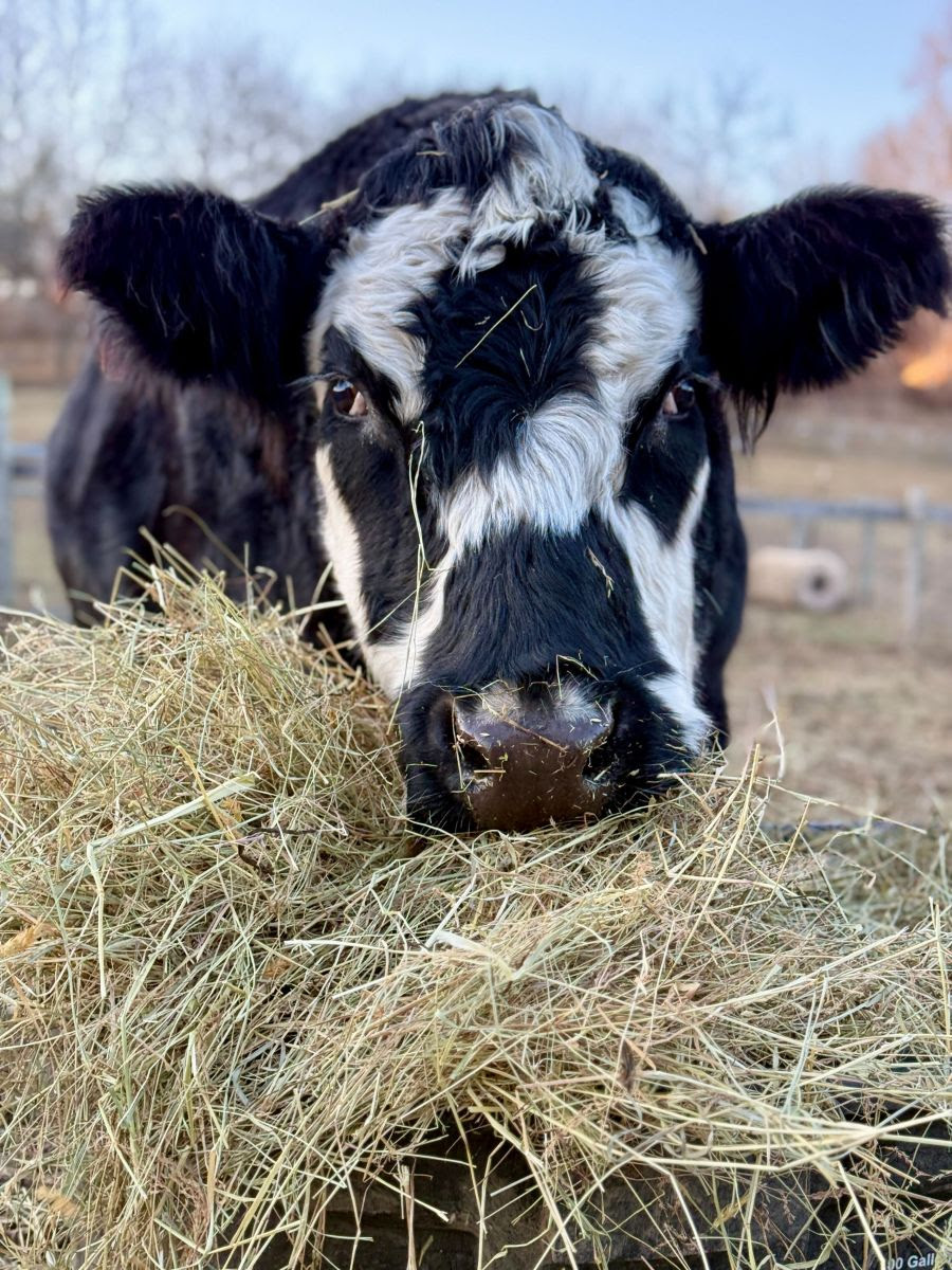 Cow Eating