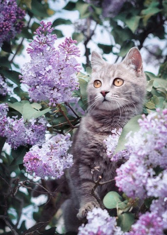 Cat-Violet