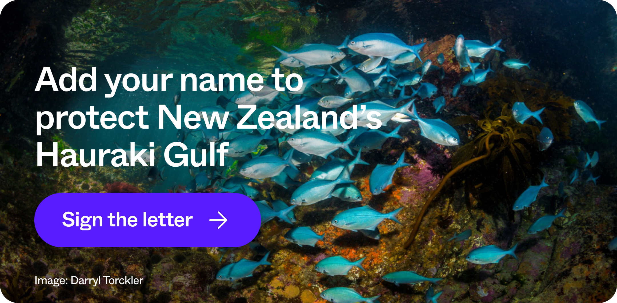 Add your name to protect New Zealand's Hauraki Gulf | Sign the letter