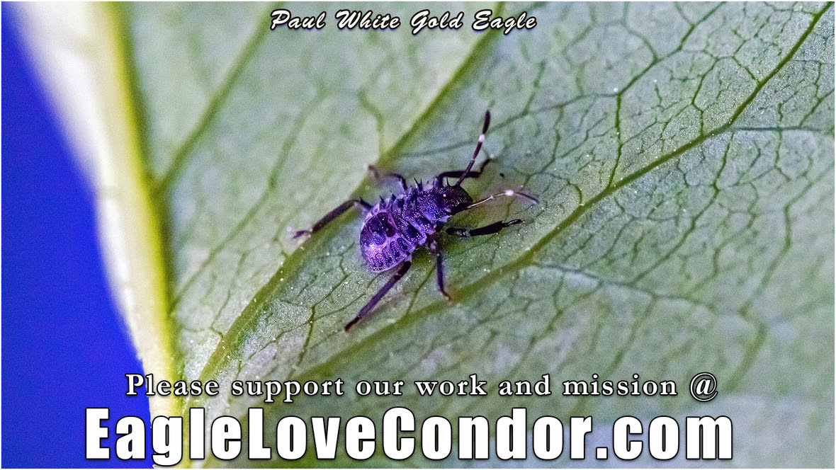 EagleLoveCondor-brown-marmorated-stink-bug