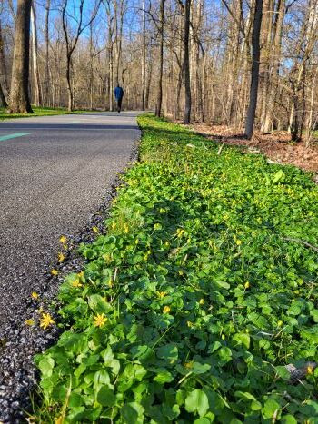 Lesser celandine plants cover the ground beside a paved trail near the Grand River in Michigan.