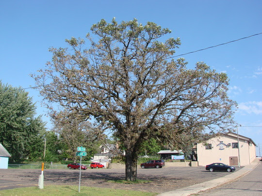 Leaf diseases rampant – but mostly harmless – on our broadleaf trees ...