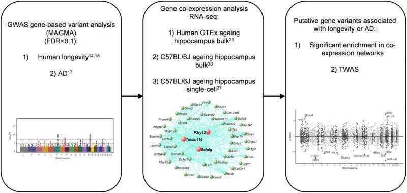 Genetic changes in brain cells link aging and Alzheimer's