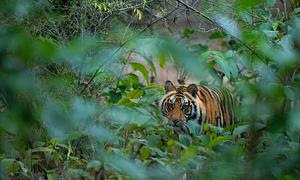 El Parque Nacional de Bandhavgarh, en la India, alberga muchas especies de plantas y animales, como este tigre.