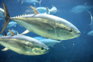 Bluefin tuna