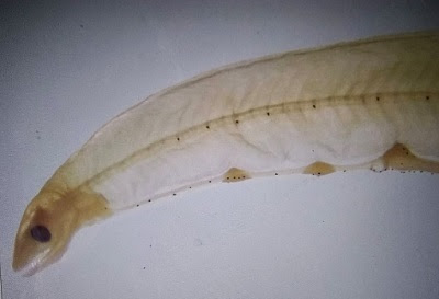 Speckled worm-eel 