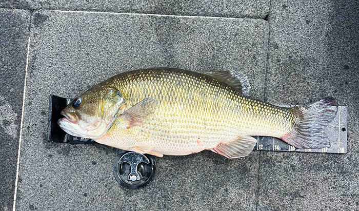 certified spotted bass
